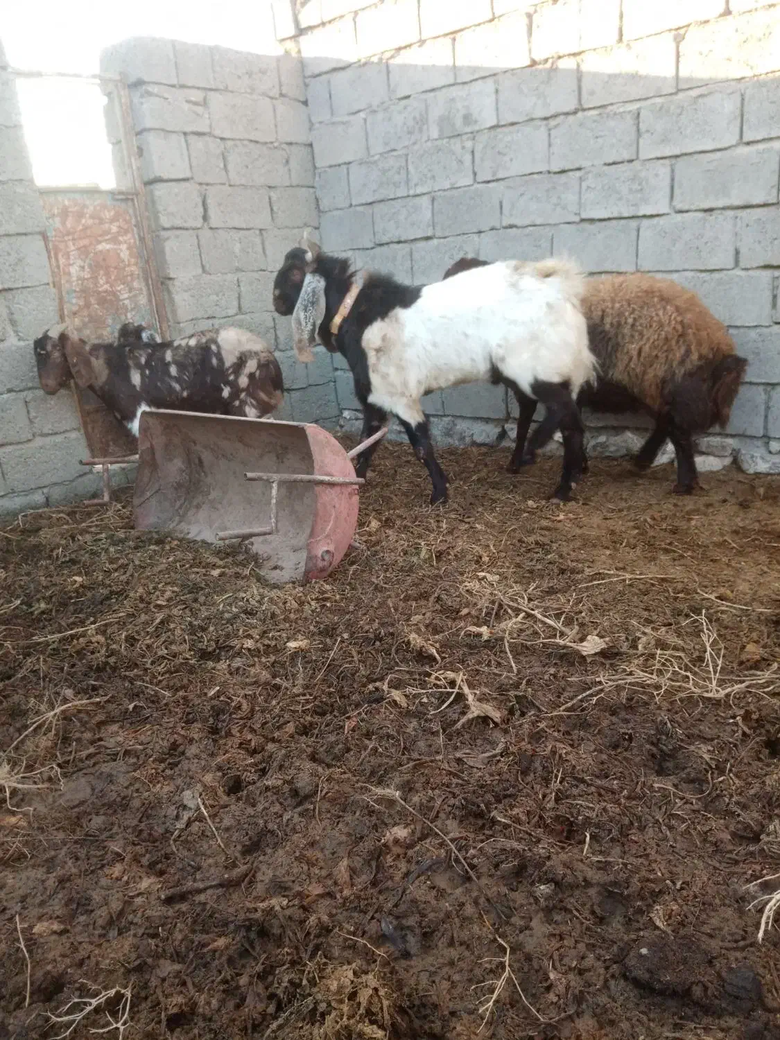 نربز پاکستانی|حیوانات مزرعه|تربت‌حیدریه, بالا ولایت|دیوار