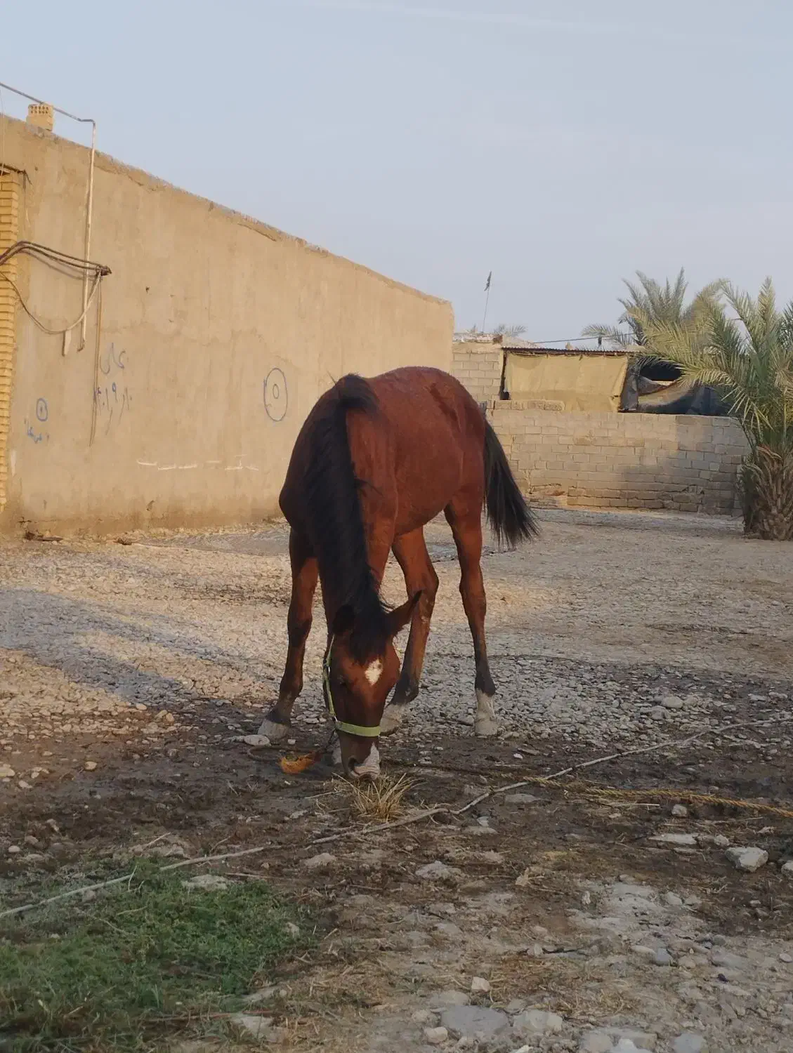 نریان 7ماهه|اسب و تجهیزات اسبسواری|باوی, |دیوار