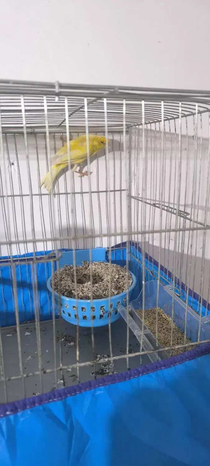 قناری ماده|پرنده|ابریشم, |دیوار