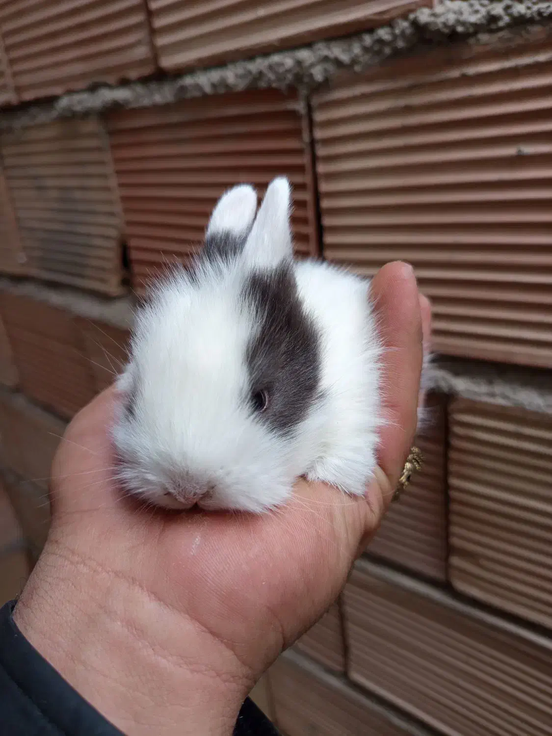 خرگوش جرسی|موش و خرگوش|پاکدشت, خاتون آباد|دیوار