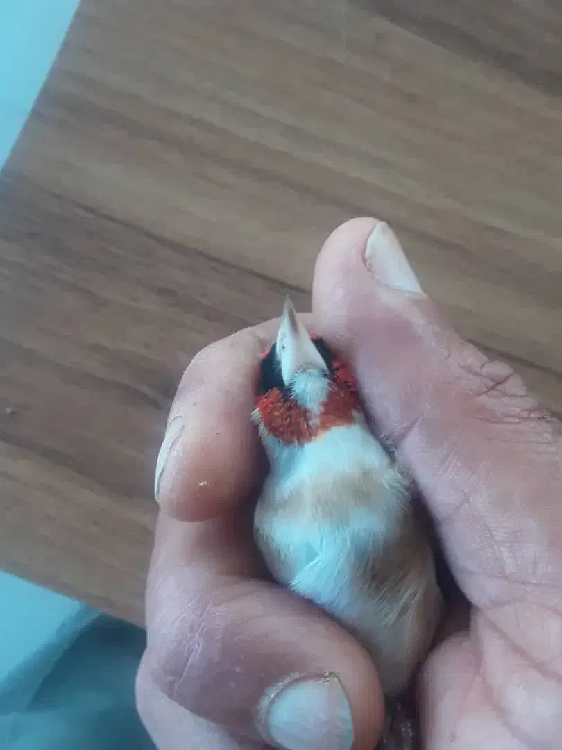 چونه سفید نر|پرنده|رشت, منظریه|دیوار