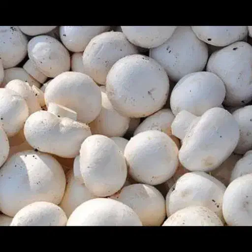 خرده و عمده فروشی قارچ‌ ممتاز|خوردنی و آشامیدنی|شیراز, رازی|دیوار