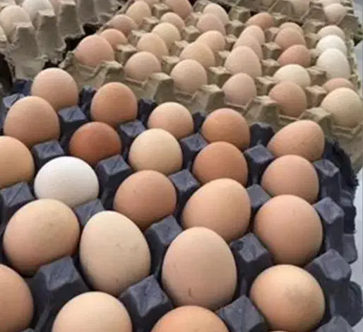 تخم مرغ رسمی|خوردنی و آشامیدنی|تهران, گمرک|دیوار