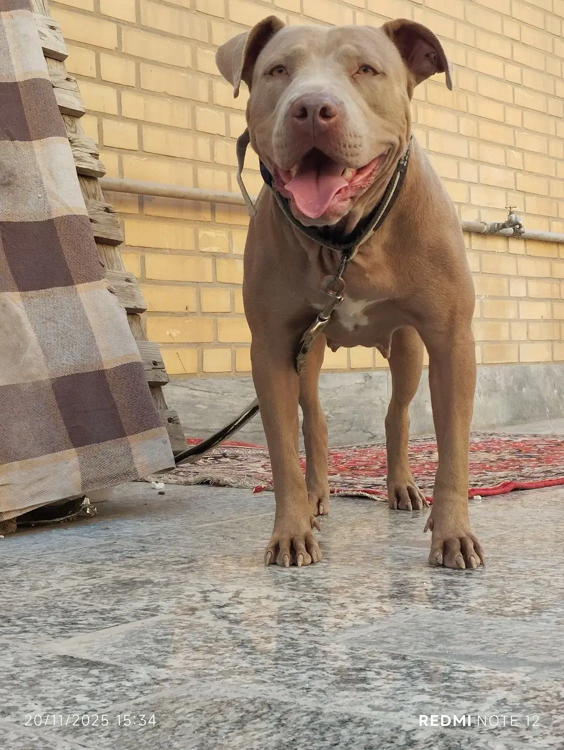 پیتبول|سگ|رامهرمز, |دیوار