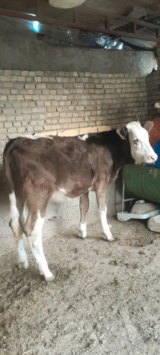 گوساله سمینتال آلمانی گاو|حیوانات مزرعه|اهواز, کوی ملی راه|دیوار