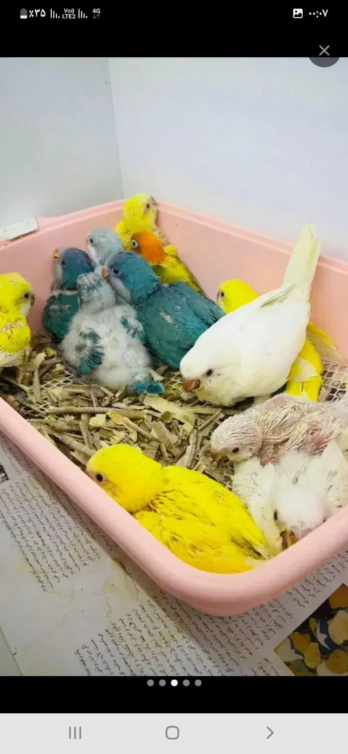 واگذاری  پرنده ی شما|پرنده|قم, پردیسان|دیوار