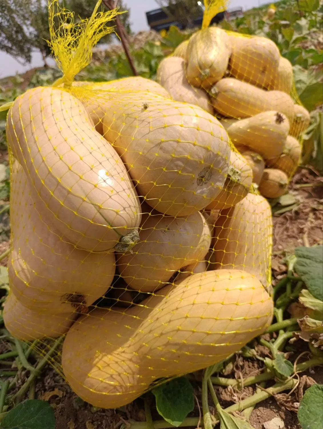 کدو حلوایی داری|خوردنی و آشامیدنی|شیراز, گویم|دیوار