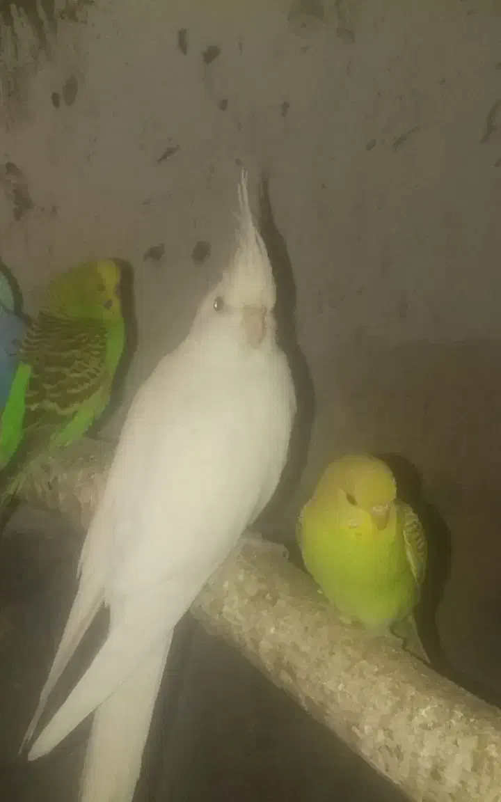 عروس هلندی نر|پرنده|میناب, |دیوار