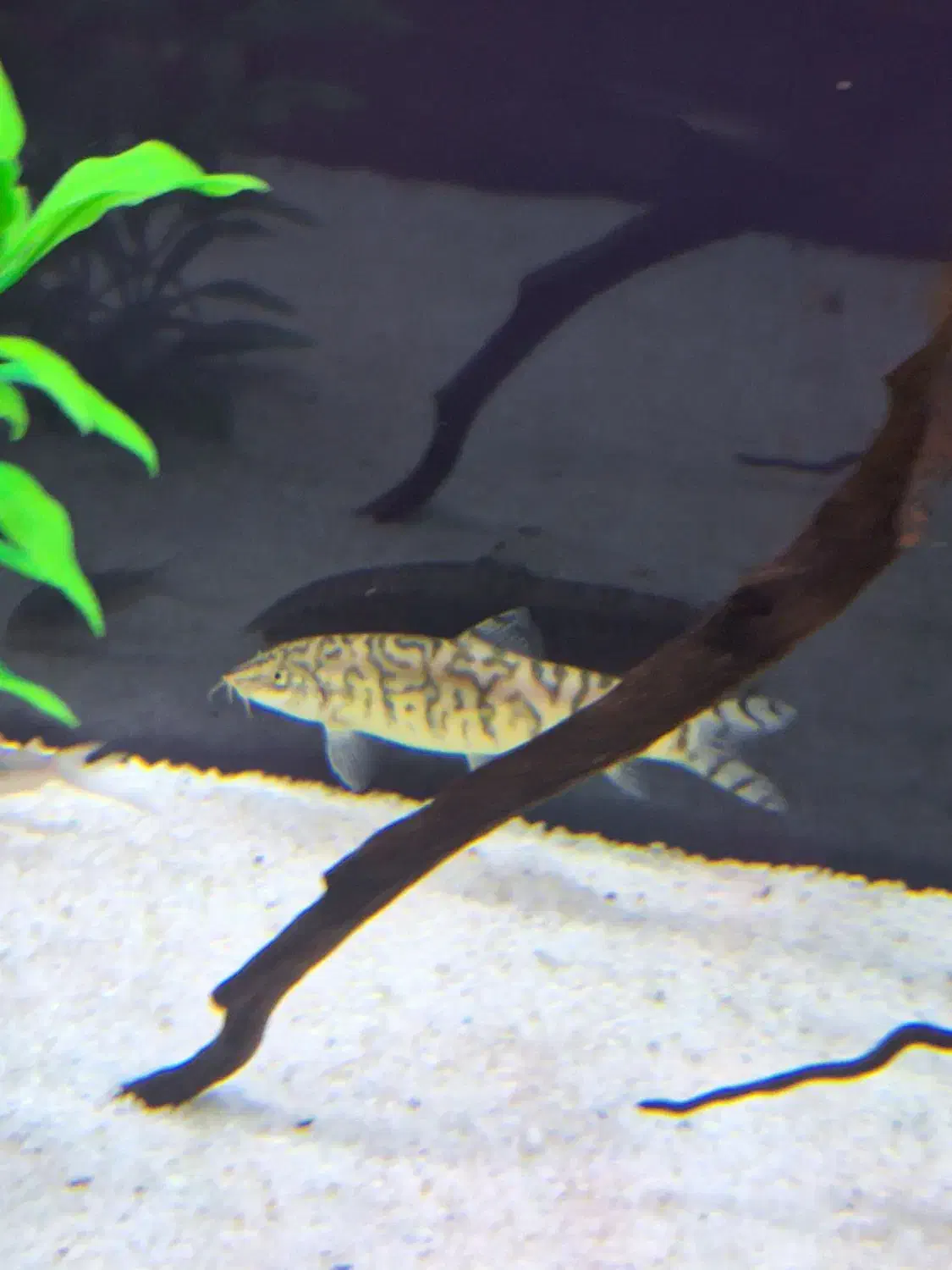 لوچ کماندو یا پاکستانی /آکواریوم/گل و گیاه|ماهی|مشهد, کوثر|دیوار