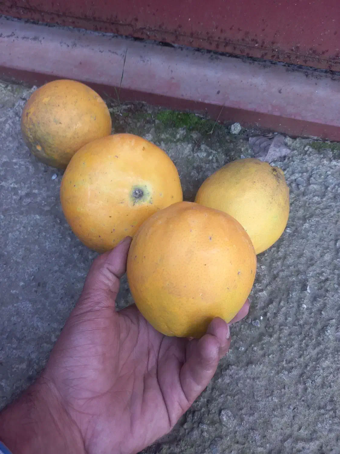 فروش میوه پرتقال سر درختی|خدمات باغبانی و درختکاری|دابودشت, |دیوار