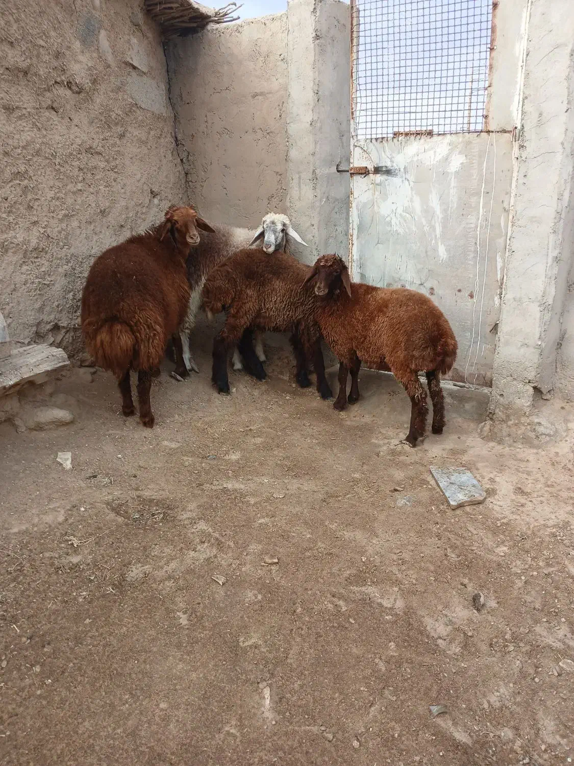 ۴ عددبره های ماده|حیوانات مزرعه|مراوه, |دیوار