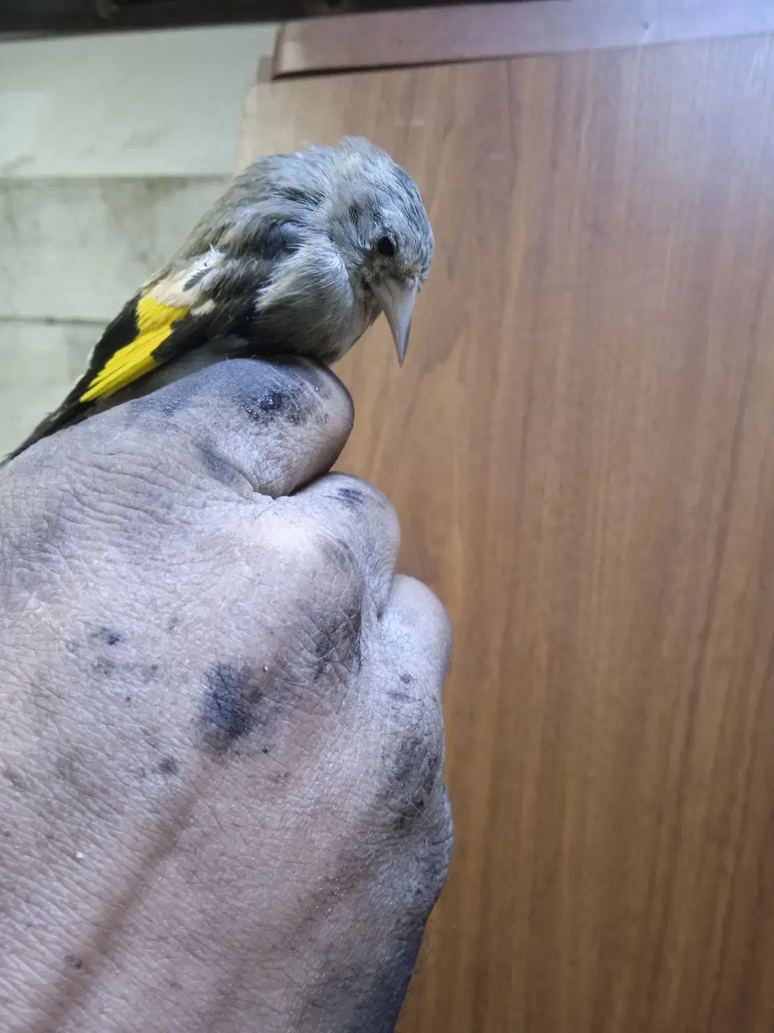 جوجه سهره نر برا منطقه لرستان|پرنده|رباطکریم, الارد|دیوار