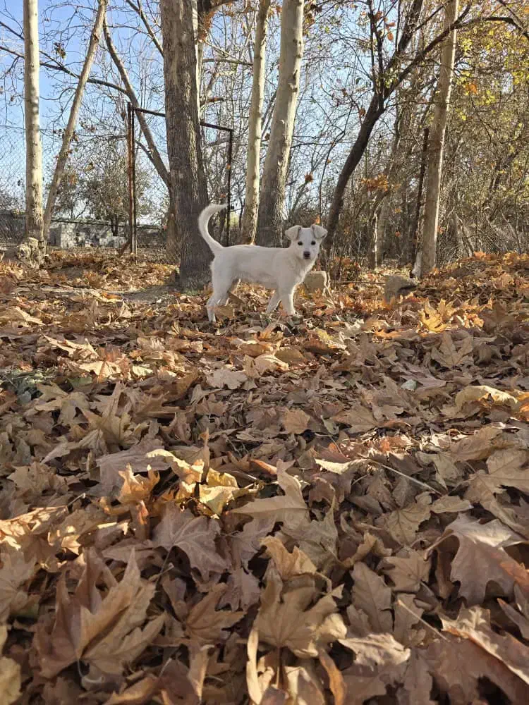 فروش سگ|سگ|آباده, |دیوار