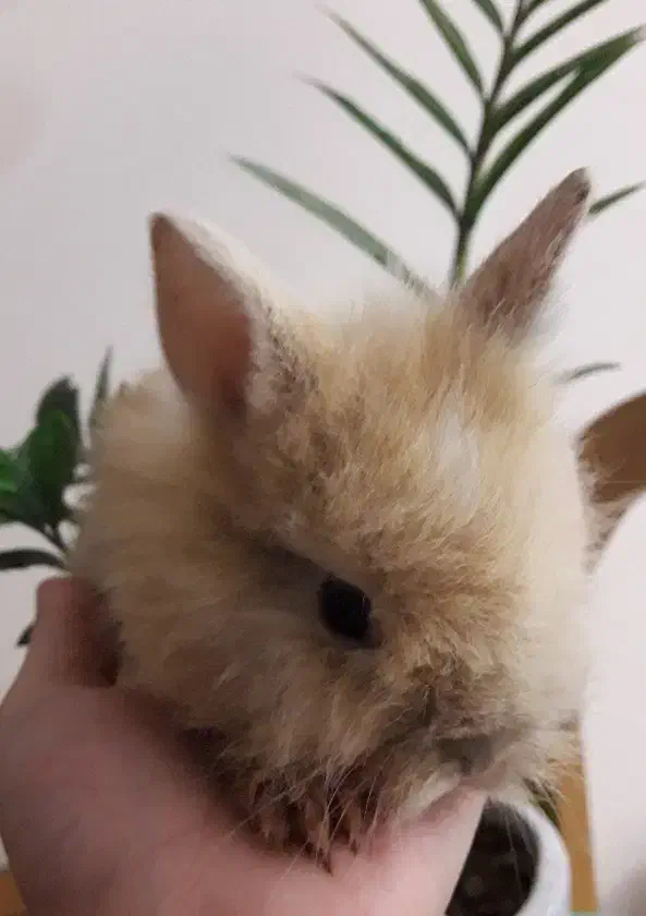 خرگوش لوپ|موش و خرگوش|آشخانه, |دیوار