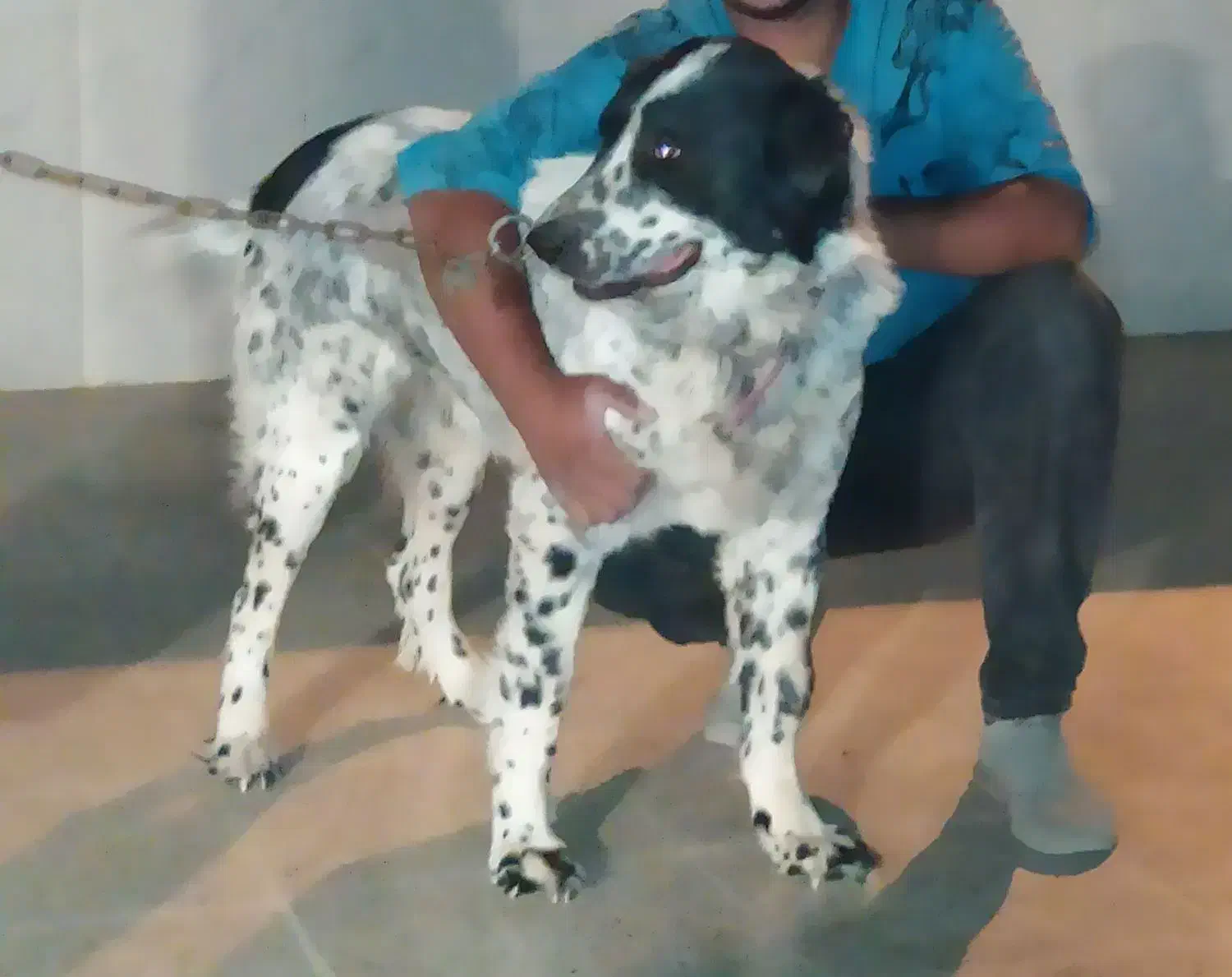 گمشده|حیوانات|یزدان شهر, |دیوار