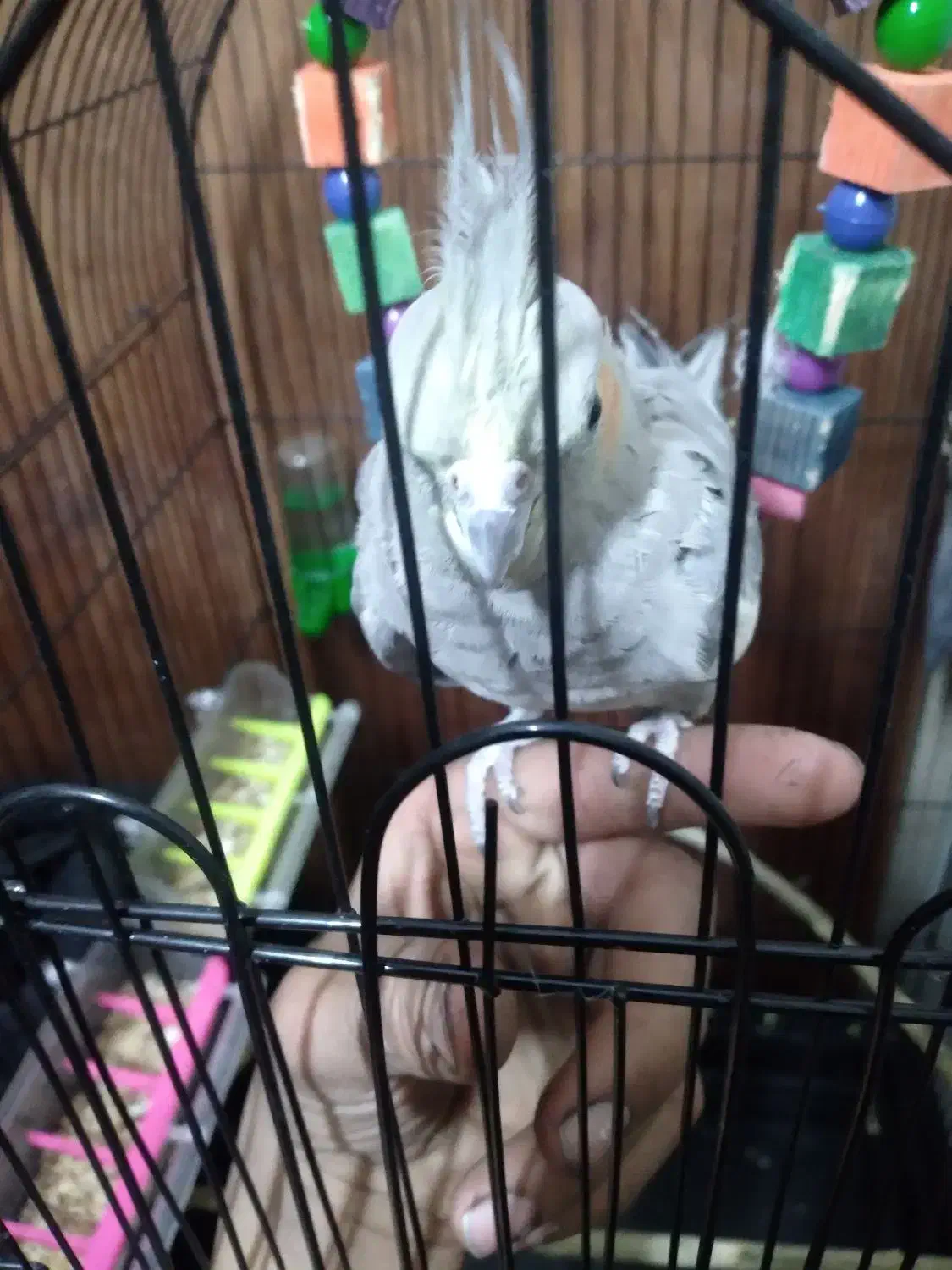 پرنده|پرنده|کیاکلا, |دیوار