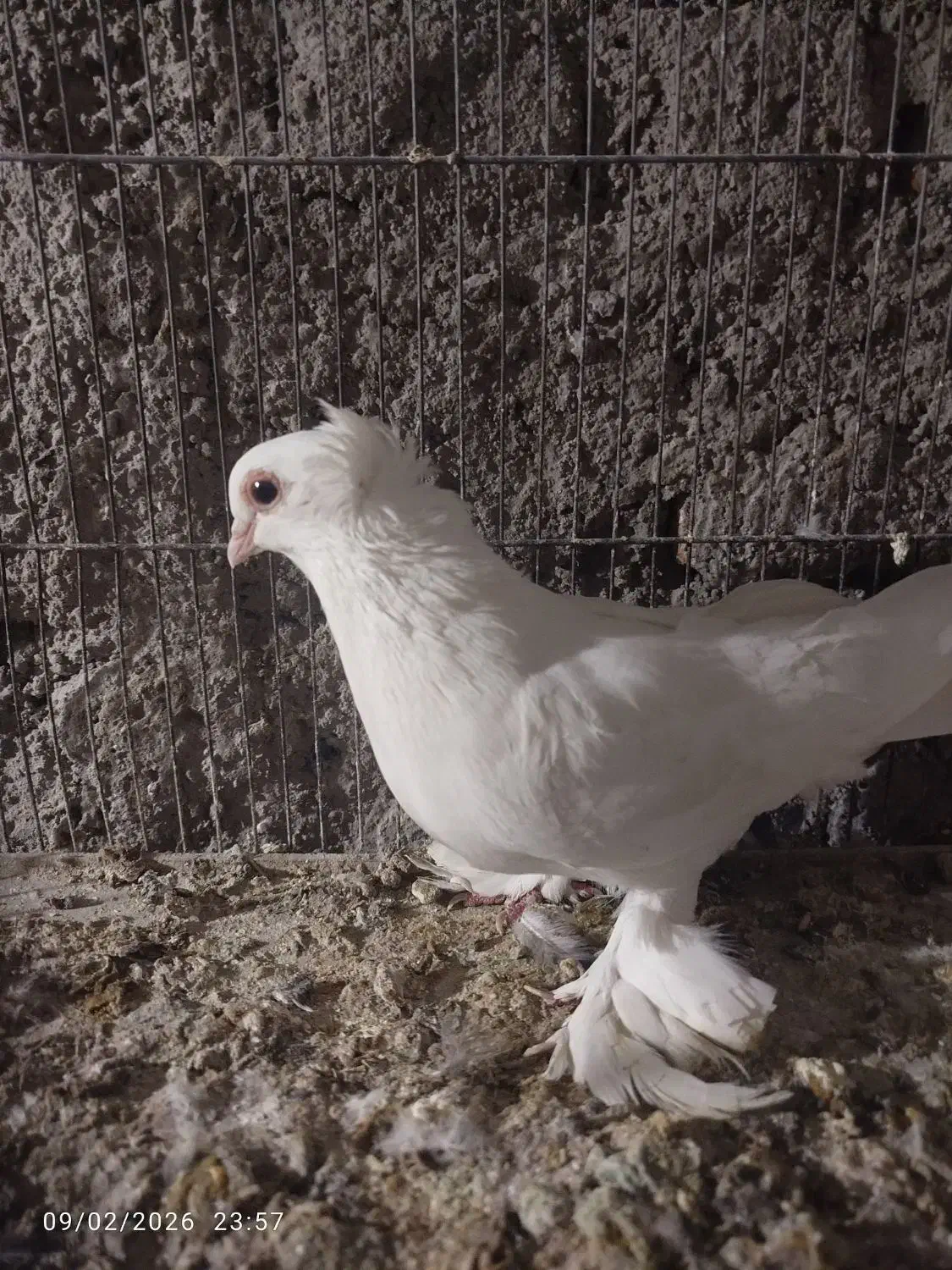 کبوتر لوتی|پرنده|تبریز, |دیوار