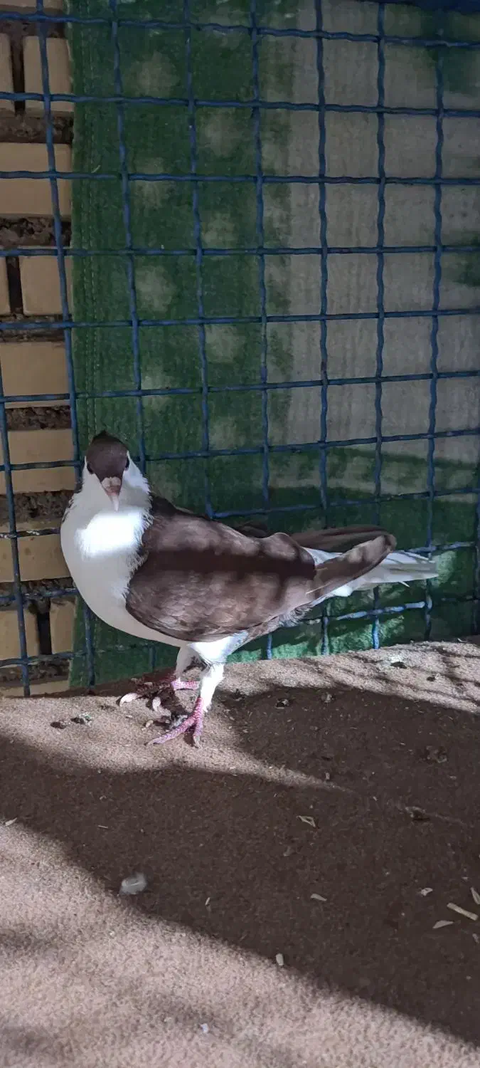 کبوتر|پرنده|شوشتر, |دیوار