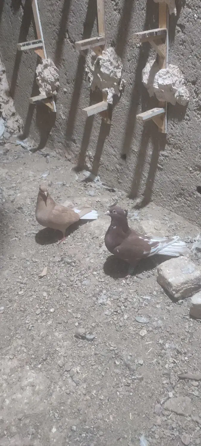 کفتر کبوتر|پرنده|نیشابور, مبارکه|دیوار