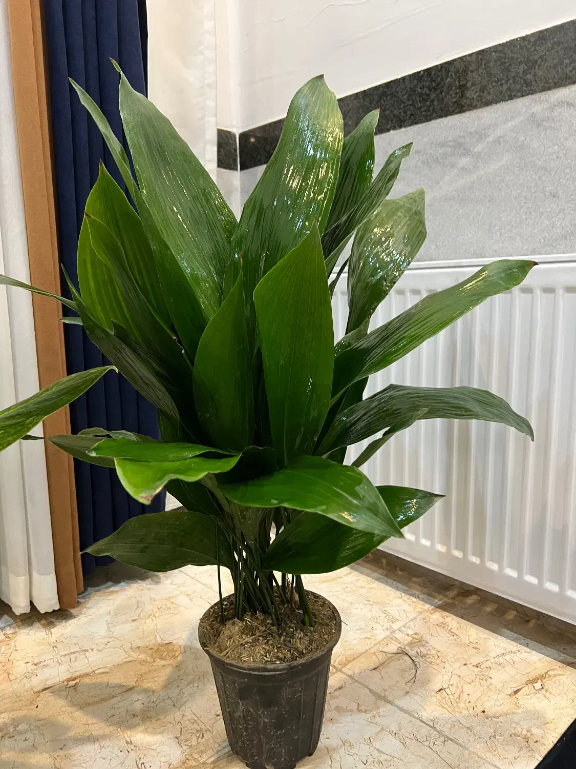 گل اپارتمانی مستقیم از گلخانه|گل و گیاه طبیعی|سنندج, |دیوار