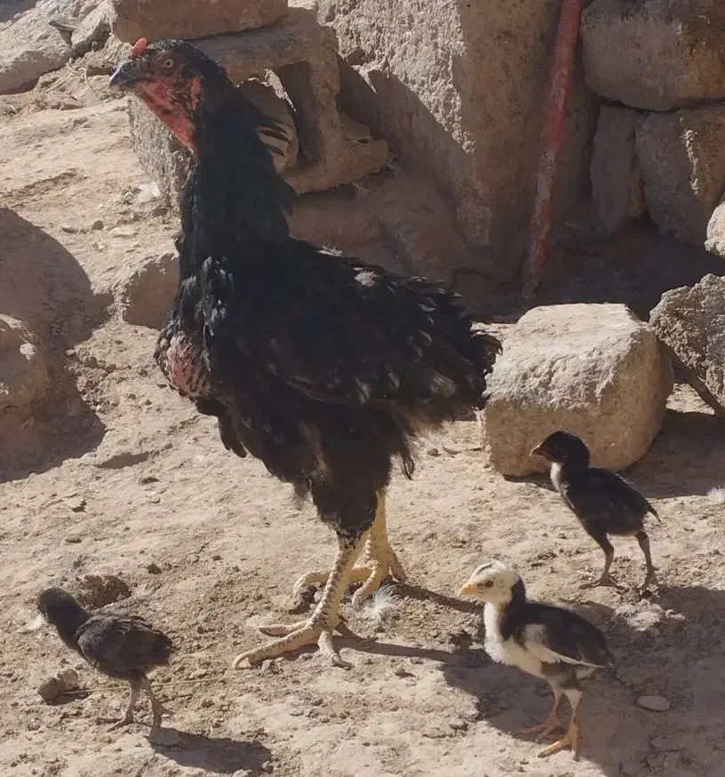 جوجه لاری اصیل افغان بوقلمون قوغاز|حیوانات مزرعه|هیرمند, |دیوار