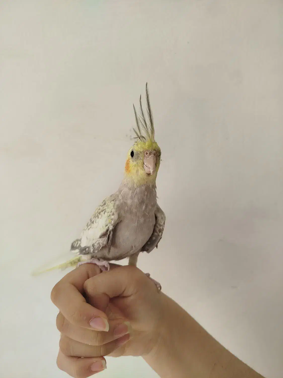 عروس هلندی دستی|پرنده|شاهین‌شهر, نبوت|دیوار