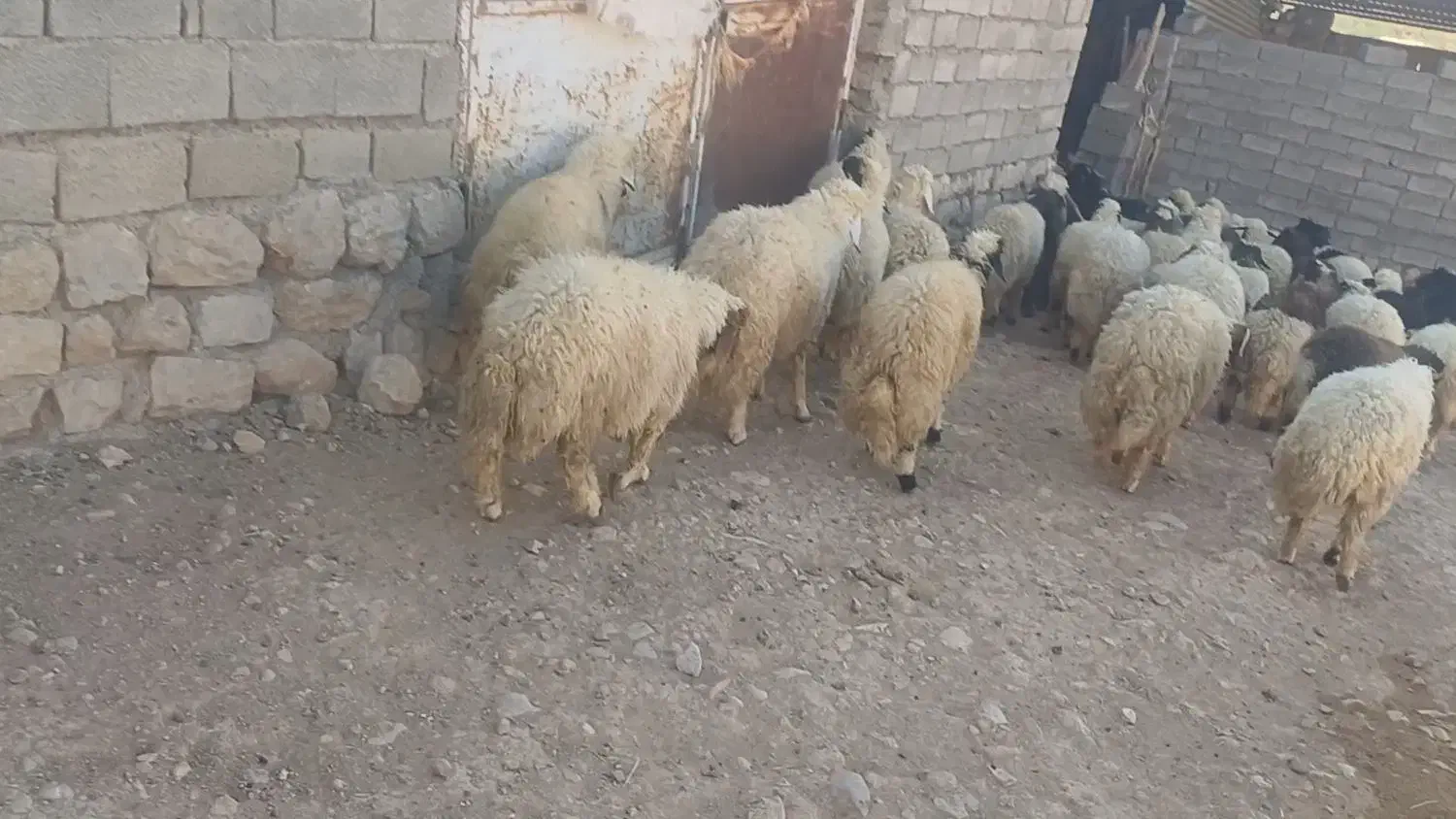 کاور پروآر|حیوانات مزرعه|ایلام, |دیوار