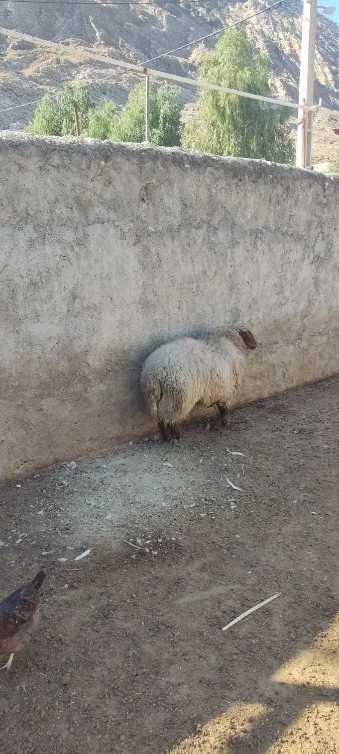 بره نرپروارباب قصابی|حیوانات مزرعه|دره شهر, |دیوار