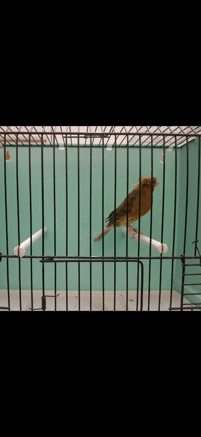 قناری نر قرص|پرنده|رودهن, |دیوار