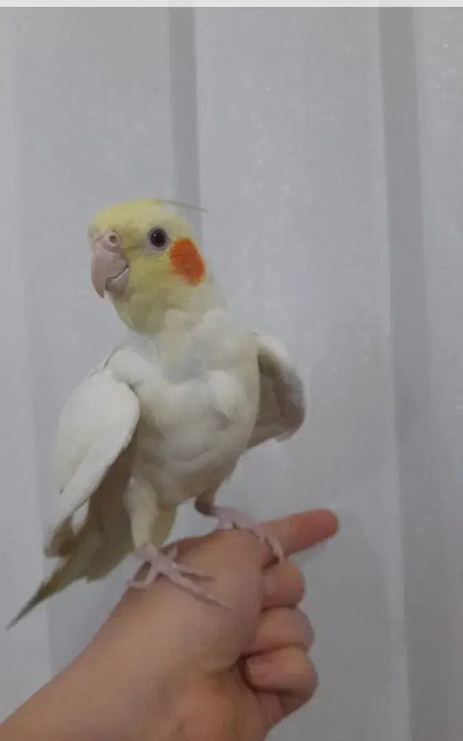 طوطی عروس زعفرانی|پرنده|همدان, |دیوار