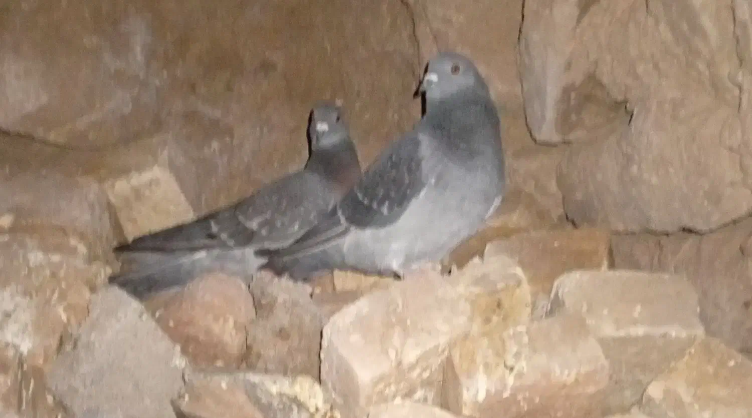 جفت پولکی نر ماده|پرنده|بیرجند, |دیوار