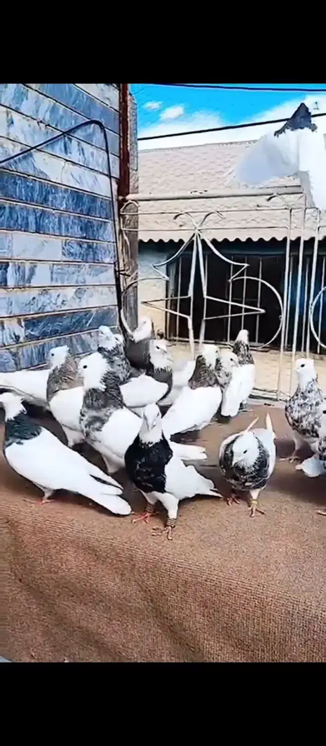 طوقی هفت رنگ|پرنده|تهران, جیحون|دیوار