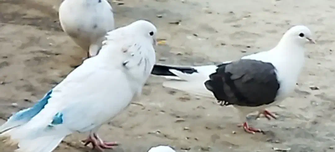 کبوتر پشتار ماده|پرنده|فردیس, شهرک ۱۱۰|دیوار