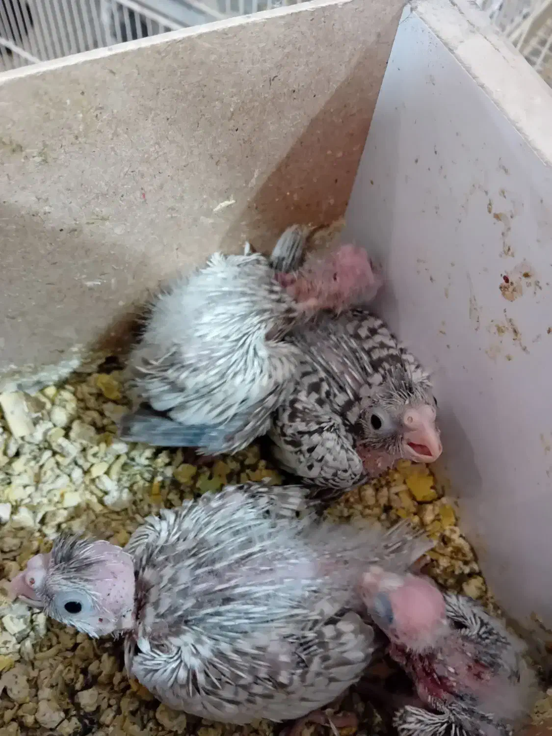 عروس هلندی|پرنده|گلبهار, شهر جدید گلبهار|دیوار