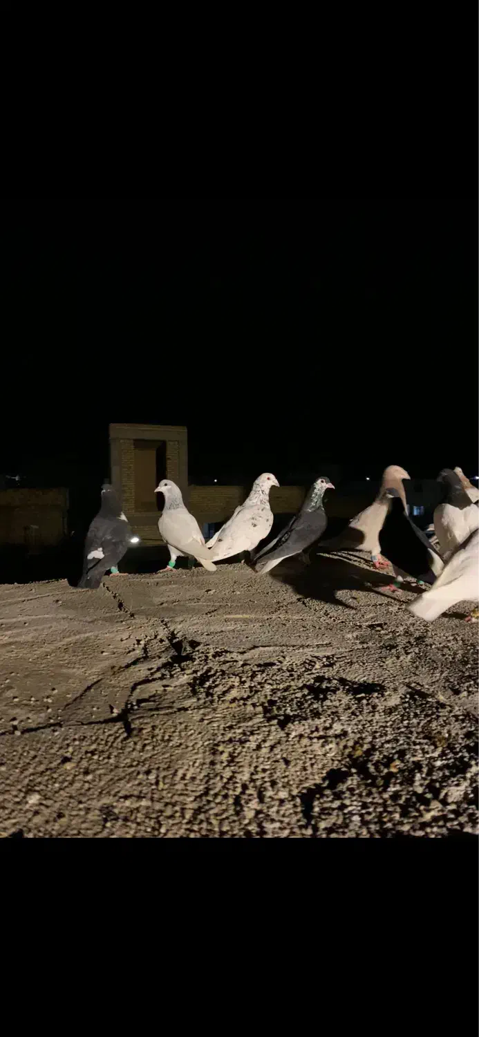 کبوتر|پرنده|اسفراین, |دیوار