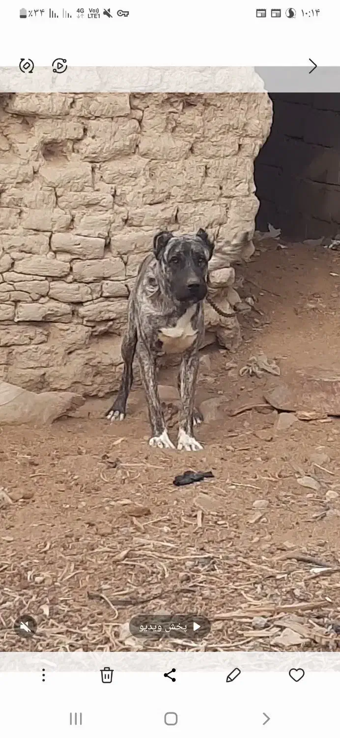 سگ افغان|سگ|هامون, |دیوار