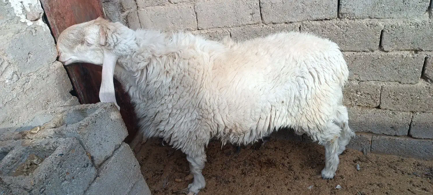 قوچ مری اصل|حیوانات مزرعه|جزنیک, |دیوار