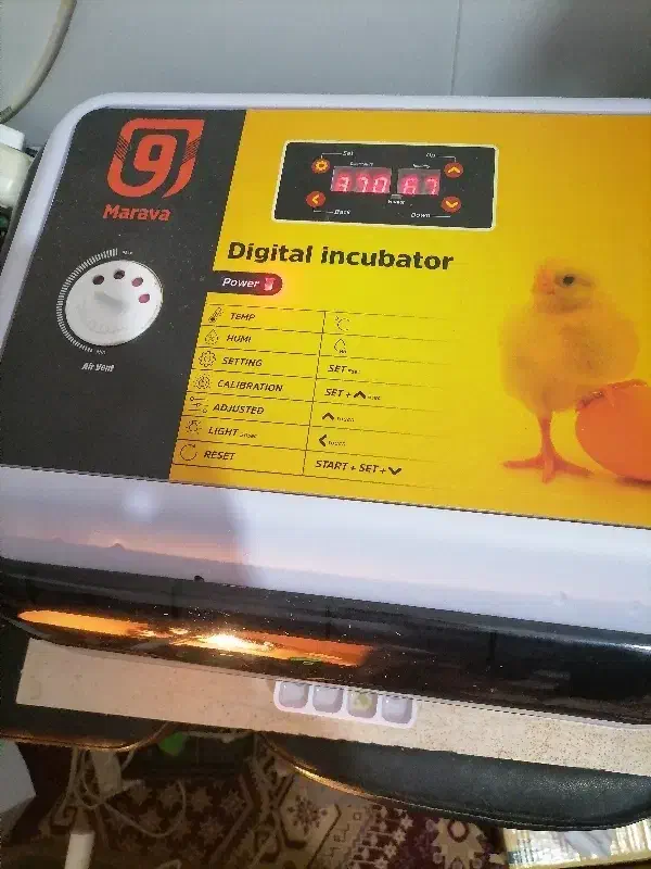 جوجه|حیوانات مزرعه|حمیدیا, |دیوار