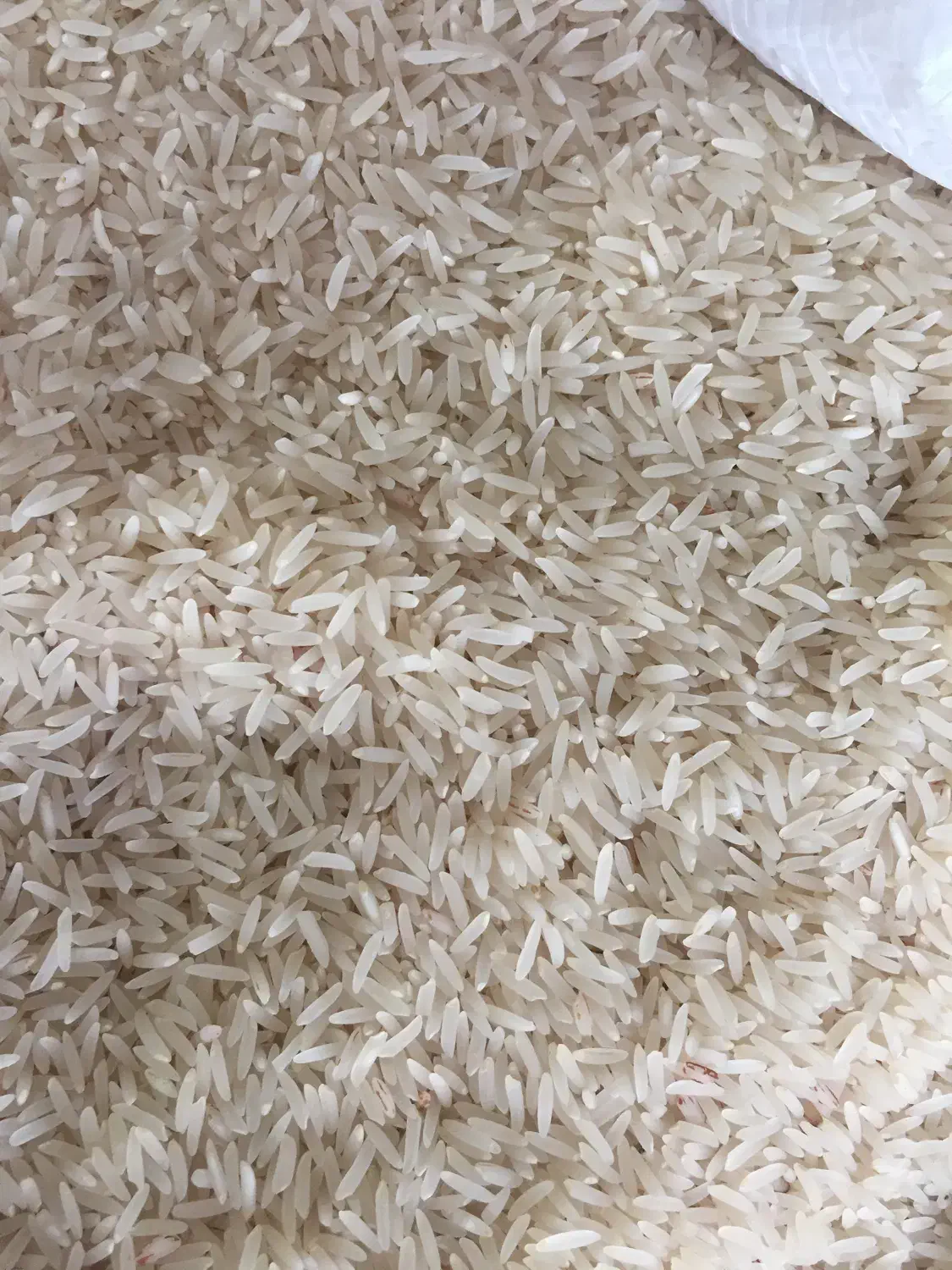 فروش برنج فجر|خوردنی و آشامیدنی|آق قلا, |دیوار