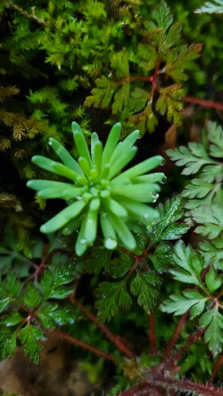 همسفر برای طبیعت|فعالیت داوطلبانه|رشت, چله خانه|دیوار