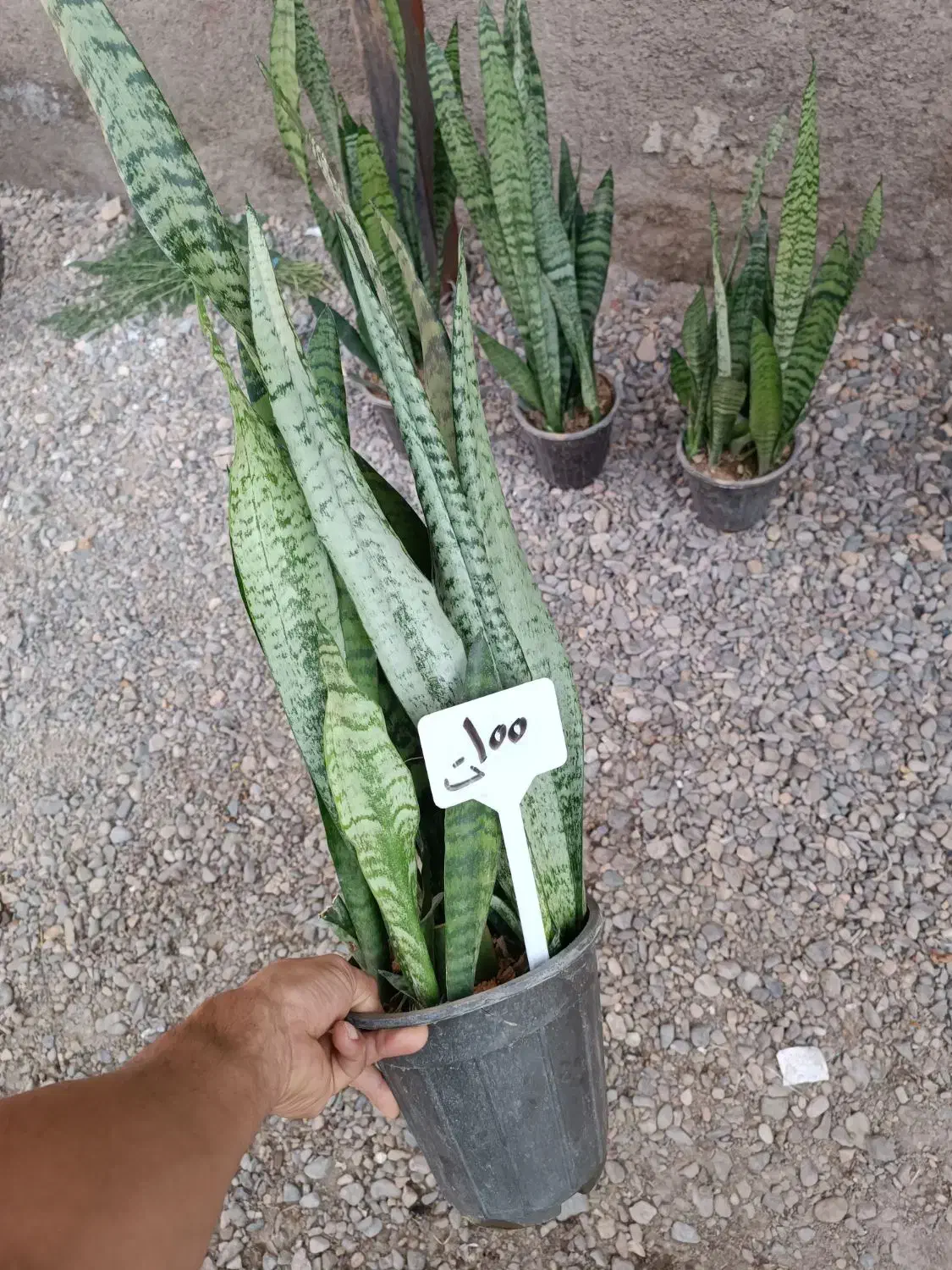 گل و گیاه|گل و گیاه طبیعی|قم, نیروگاه|دیوار