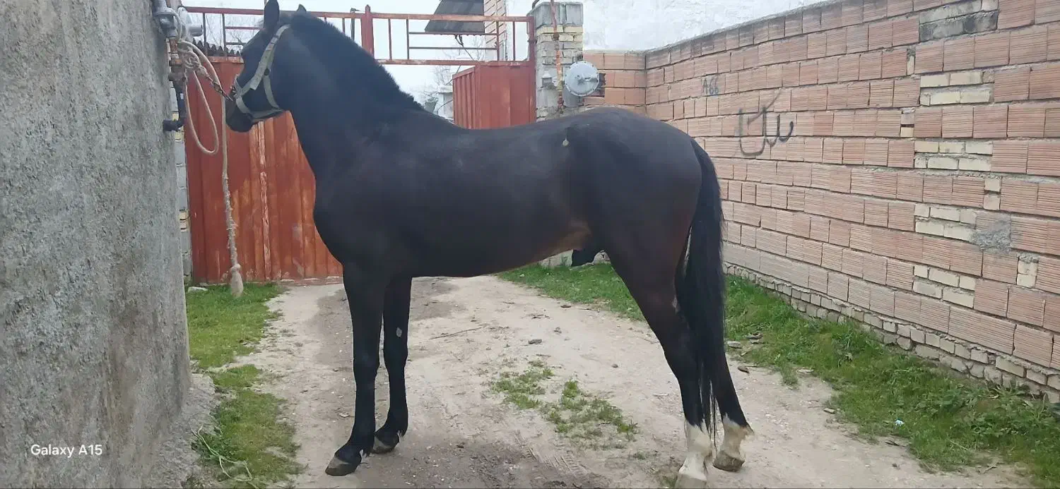 اسب|اسب و تجهیزات اسب‌سواری|گرگان, |دیوار