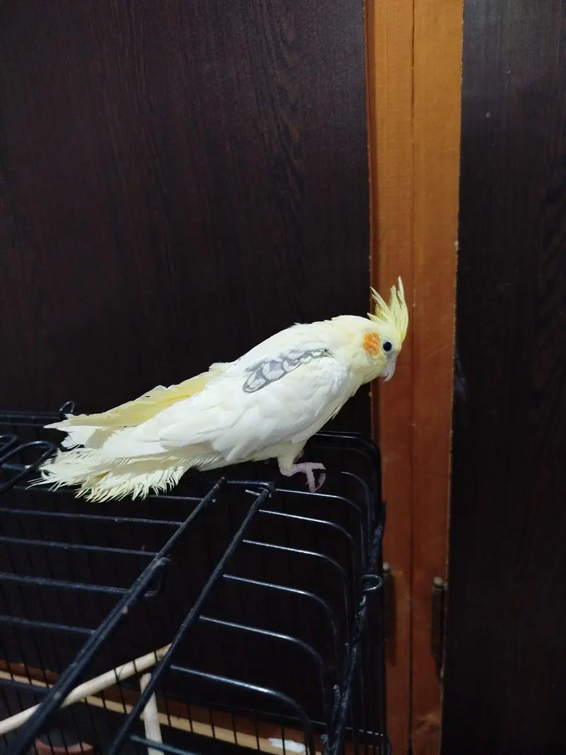 عروس هلندی|پرنده|بندر گز, |دیوار