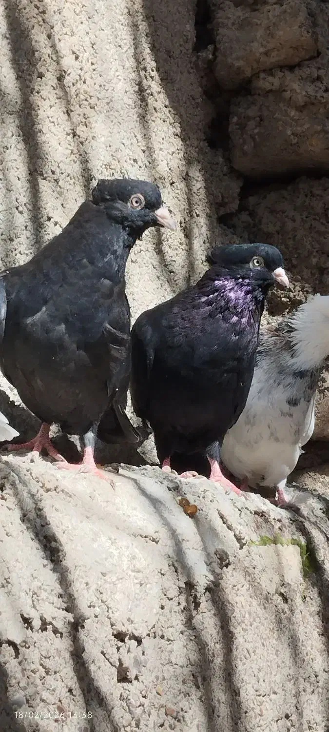 عروسک|اسباب‌بازی بچه|نورآباد, |دیوار