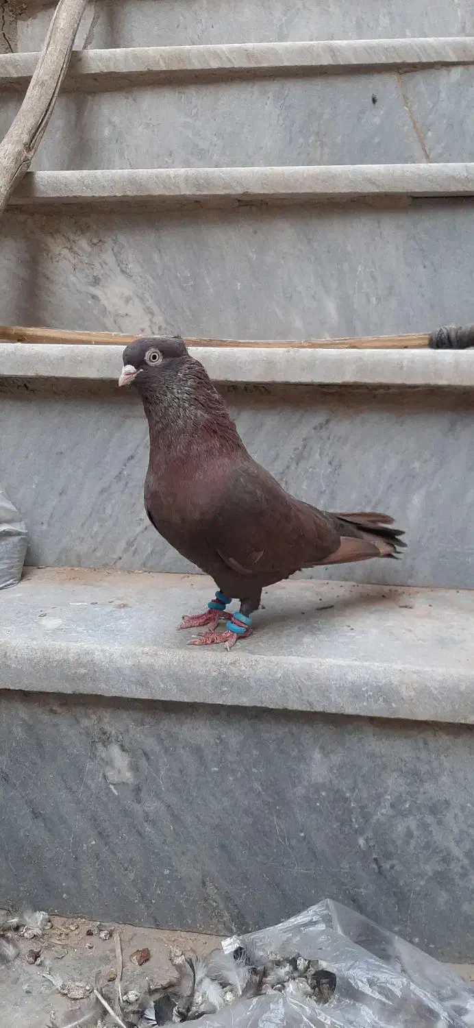 کبوتر رنگی درجه یک|پرنده|خرمشهر, |دیوار