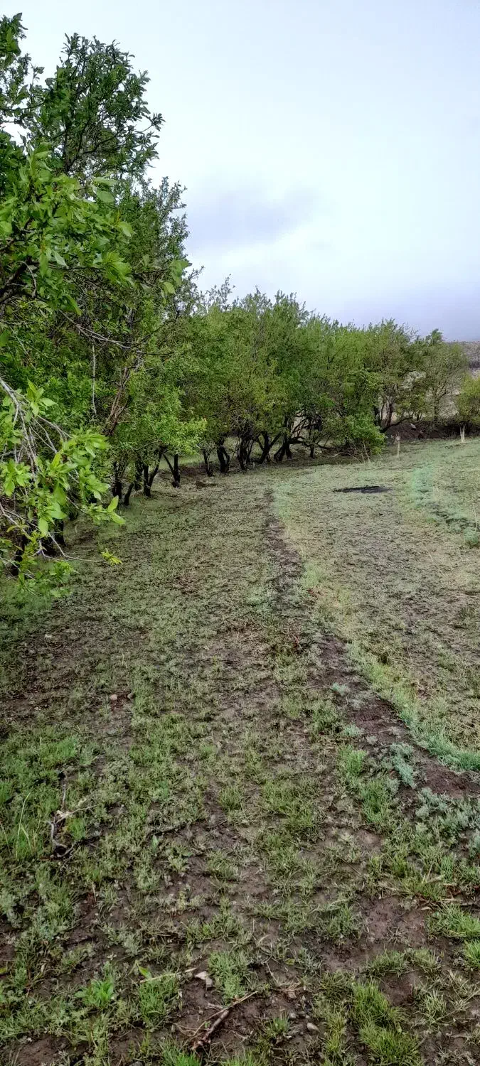 زمین بادام روستای شاره|فروش زمین و ملک کلنگی|سبزوار, امیریه|دیوار