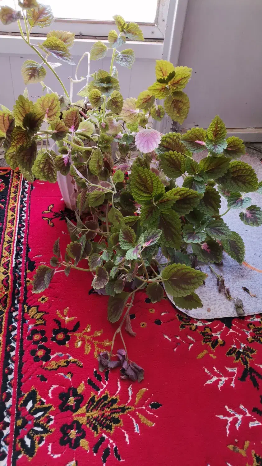 گلهای طبیعی|گل و گیاه طبیعی|شیراز, آزادگان|دیوار