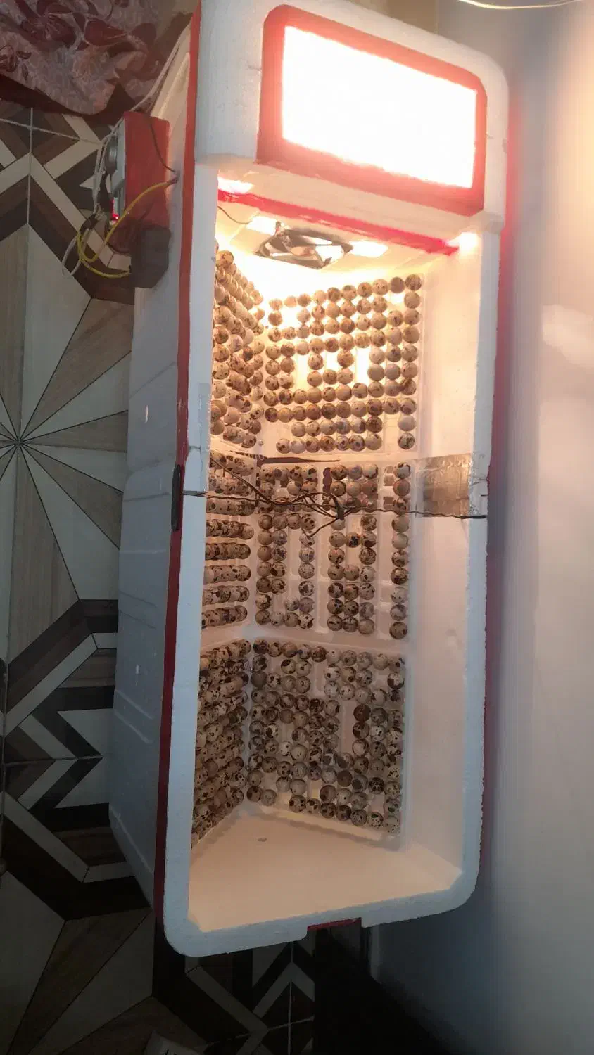 دستگاه جوجه کشی|لوازم جانبی حیوانات|سرپل ذهاب, |دیوار