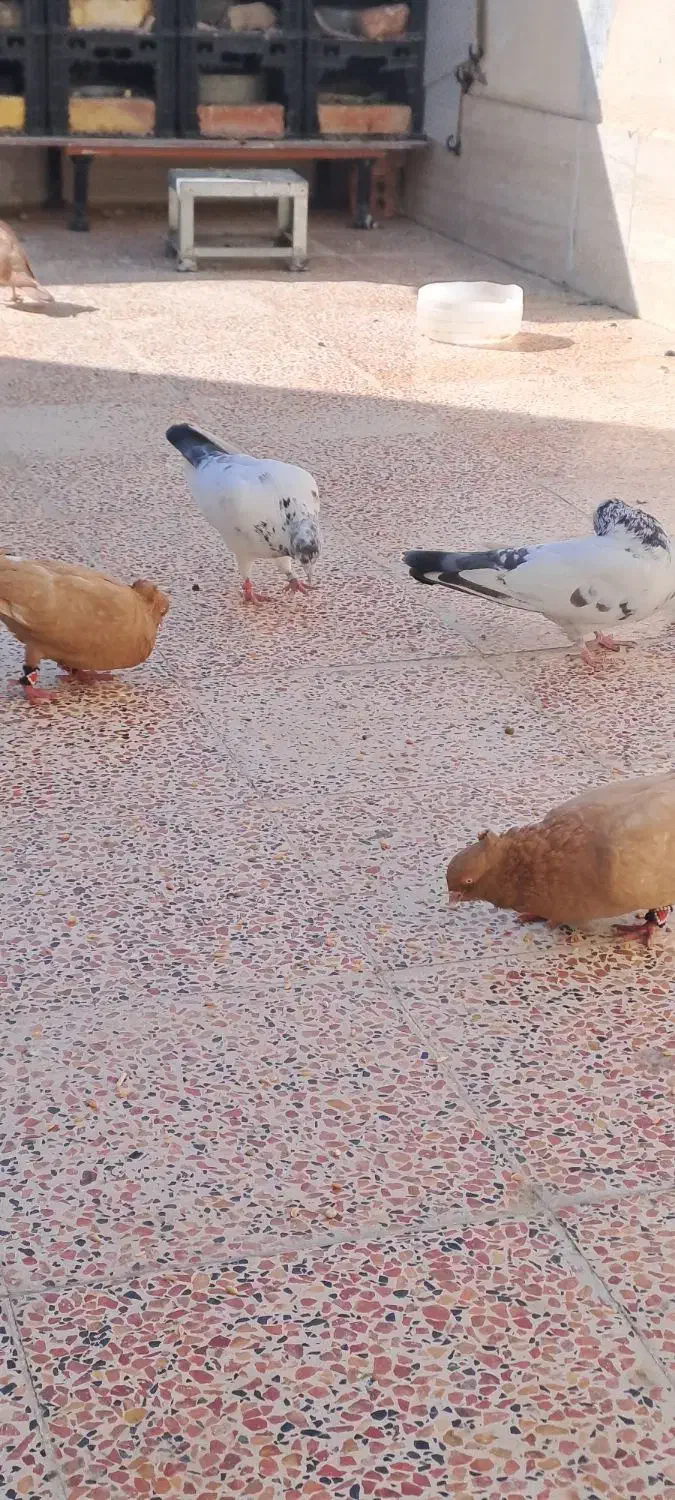 کبوتر|پرنده|رباط‌کریم, الارد|دیوار