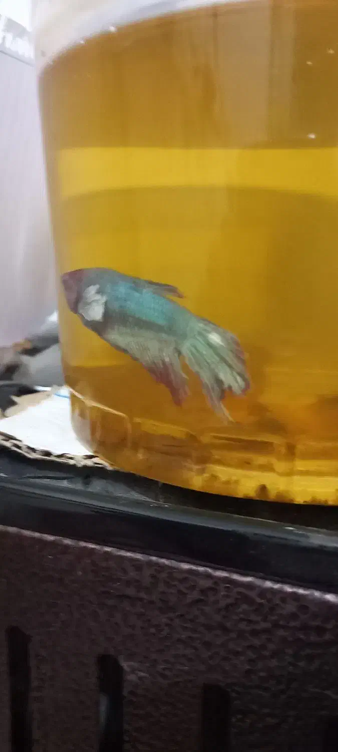 ماهی فایتر قیمت مناسب|ماهی|بن, |دیوار